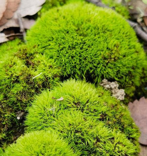 苔藓有哪些作用？为什么要在室内种植苔藓？