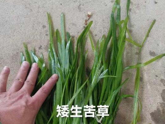 浮水植物有哪些种类？它们的生长环境是什么？