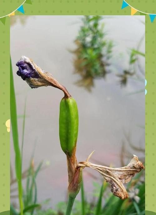 浮水植物有哪些种类？它们的生长环境是什么？