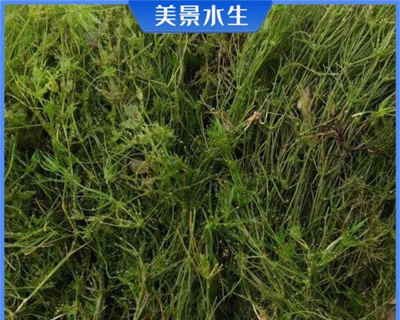浮水植物有哪些种类？它们的生长环境是什么？