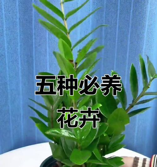 花卉什么时候移到室内？如何判断花卉需要室内养护？