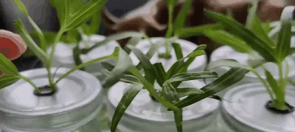 水培花草有哪些种类？如何进行水培？