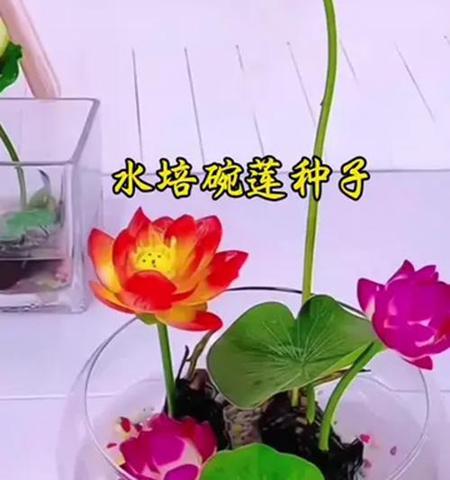水培花草有哪些种类？如何进行水培？