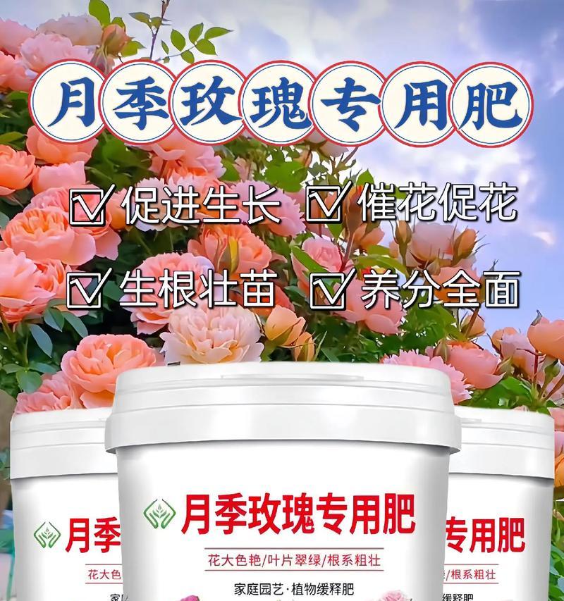 玫瑰花虫害的防治措施有哪些？