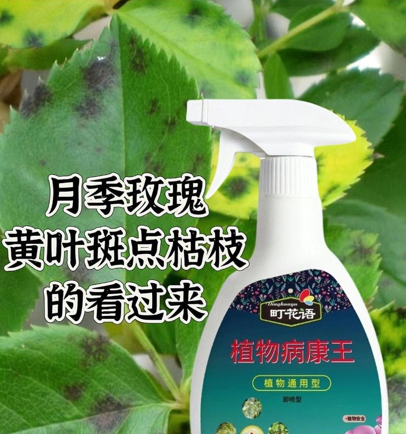 玫瑰花虫害的防治措施有哪些？