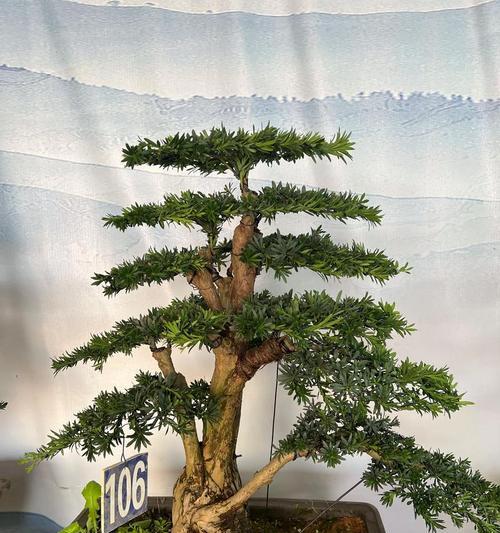 罗汉松的用途是什么？罗汉松对环境有何益处？