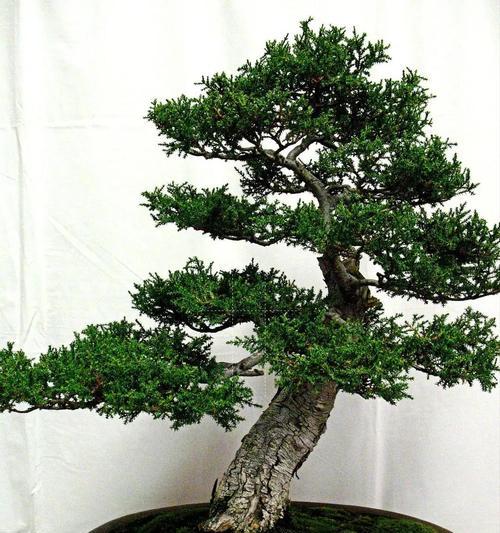 罗汉松的用途是什么？罗汉松对环境有何益处？