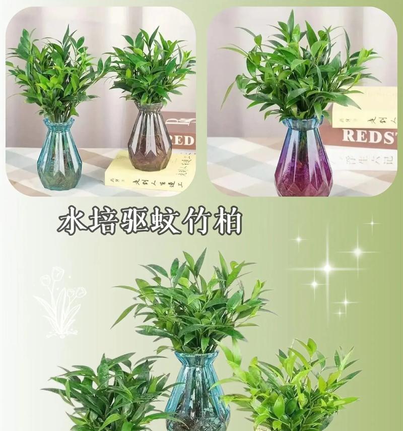 水养绿植有哪些好处？适合水养的绿植有哪些？