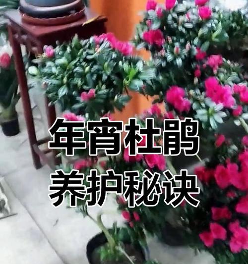 杜鹃花栽培技巧是什么？如何正确进行？