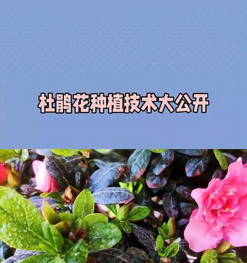 杜鹃花栽培技巧是什么？如何正确进行？