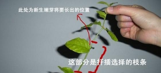 万重山生根困难怎么办？有效生根方法是什么？