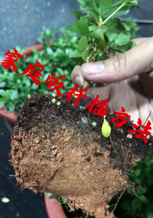 万重山生根困难怎么办？有效生根方法是什么？
