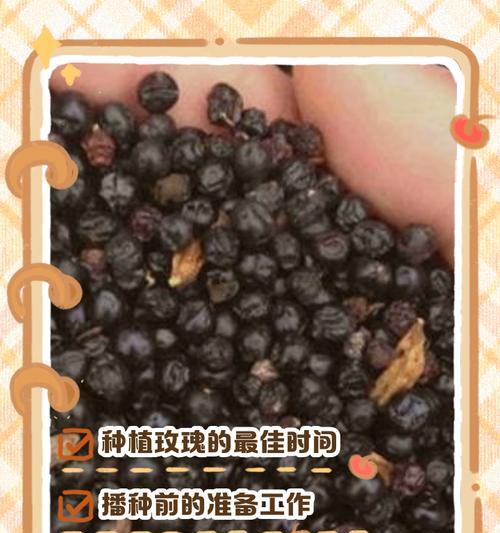 玫瑰花种植的秘诀是什么？