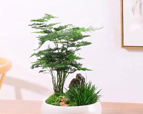 室内文竹的养殖方法和常见问题？