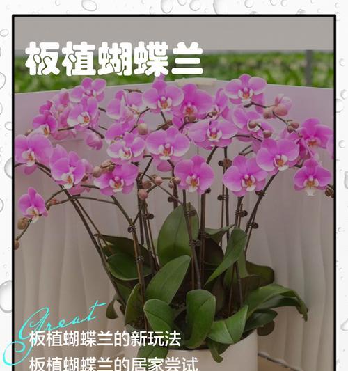 蝴蝶兰使用木炭的正确方法是什么？