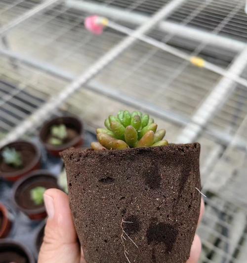 蝴蝶兰使用木炭的正确方法是什么？