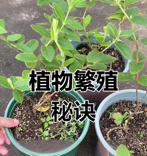 植物繁殖的常见方法有哪些？如何有效繁殖植物？