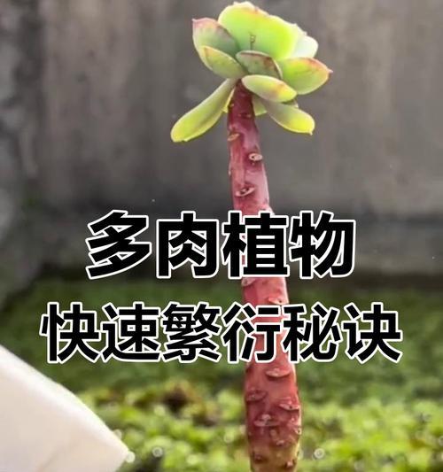 植物繁殖的常见方法有哪些？如何有效繁殖植物？
