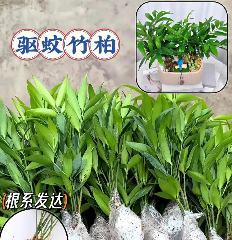 家里驱蚊的植物有哪些？什么植物最有效？