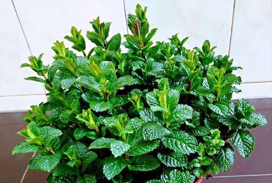 家里驱蚊的植物有哪些？什么植物最有效？