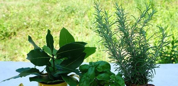 家里驱蚊的植物有哪些？什么植物最有效？