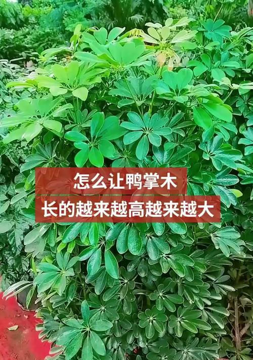 鹅掌柴快速生长秘诀是什么？