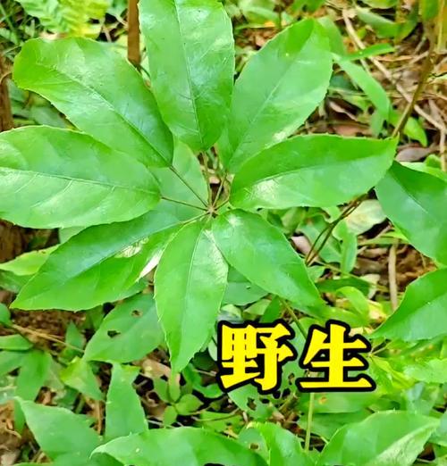 鹅掌柴快速生长秘诀是什么？