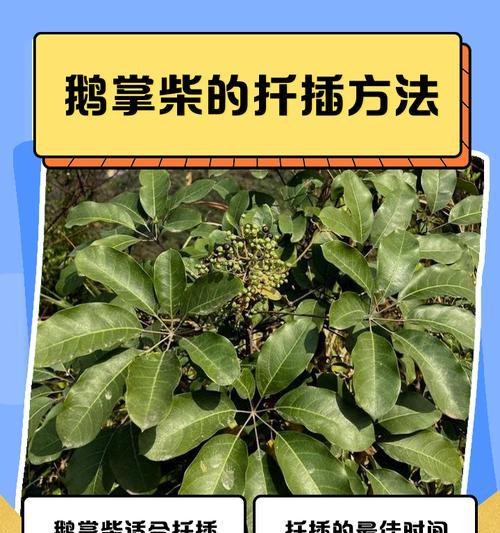 鹅掌柴快速生长秘诀是什么？