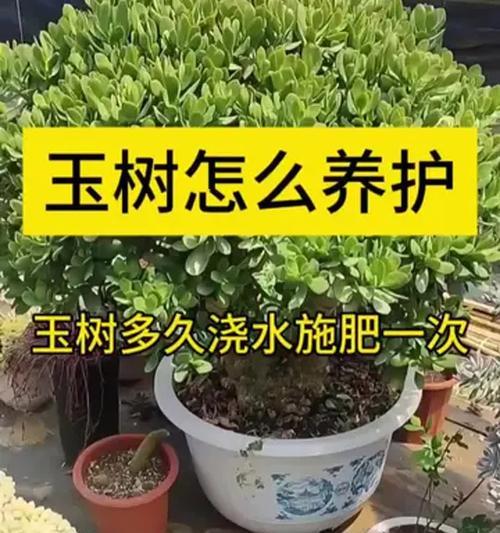 怎么给盆景施肥？盆景施肥的正确方法和注意事项是什么？