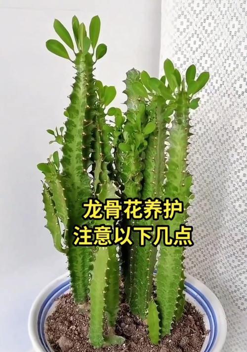 龙骨花品种的特性是什么？如何进行龙骨花繁殖？