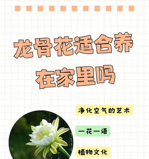 龙骨花品种的特性是什么？如何进行龙骨花繁殖？