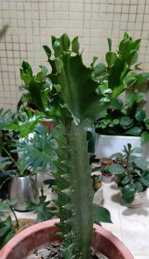 龙骨花品种的特性是什么？如何进行龙骨花繁殖？