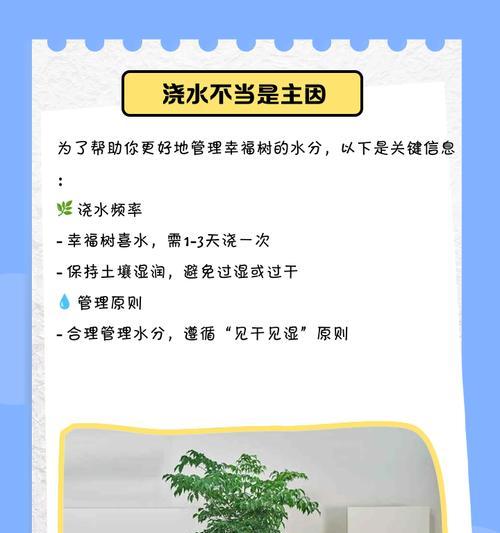 幸福树叶子干燥的处理方法是什么？