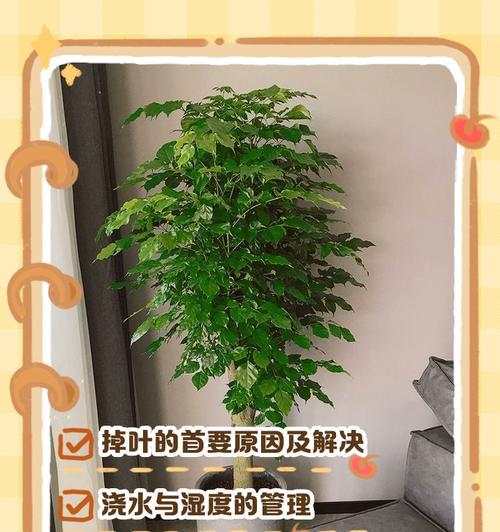 幸福树叶子干燥的处理方法是什么？