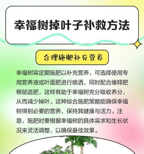 幸福树叶子干燥的处理方法是什么？