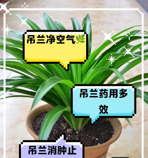 吊兰有哪些用途和好处？
