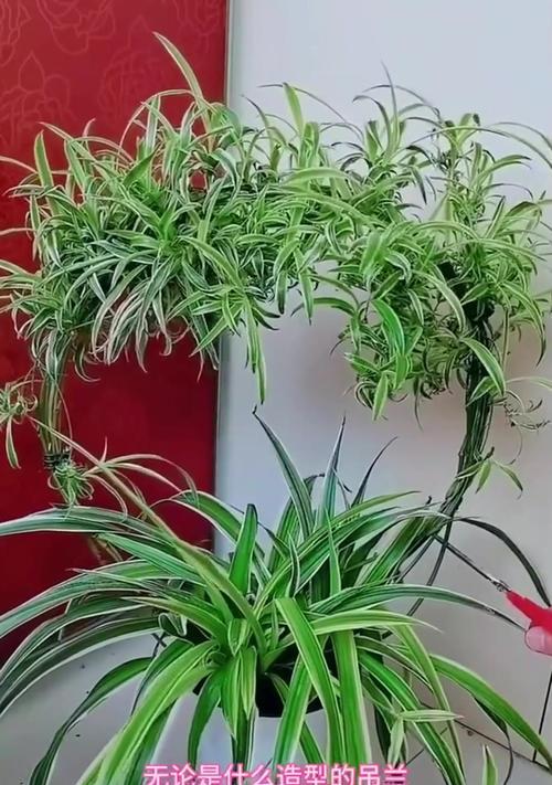 吊兰有哪些用途和好处？
