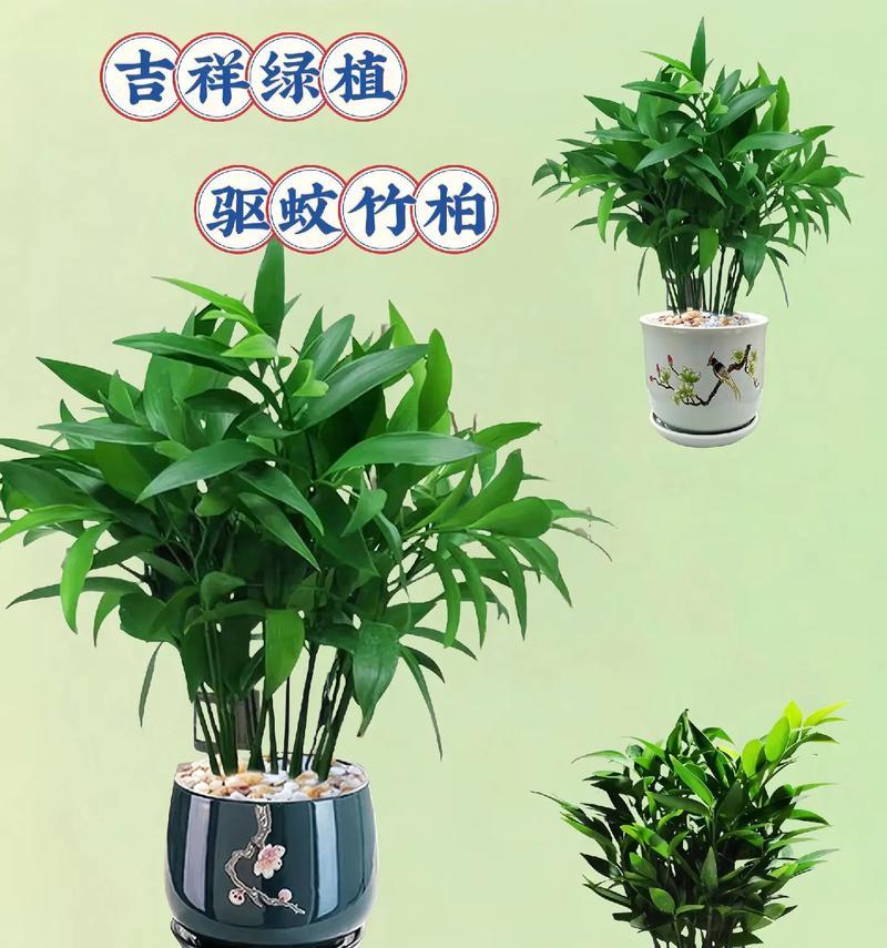 有哪些植物可以防蚊？防蚊植物的选择和使用方法是什么？