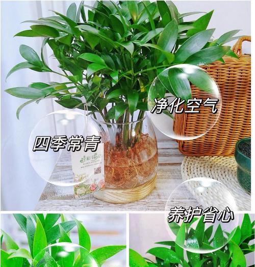 有哪些植物可以防蚊？防蚊植物的选择和使用方法是什么？