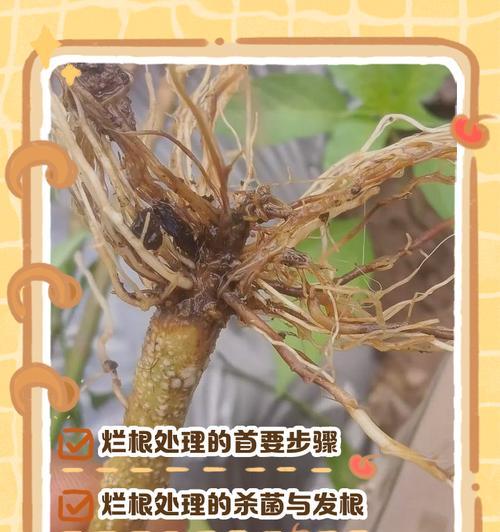 红掌烂根是什么原因？如何预防和处理？