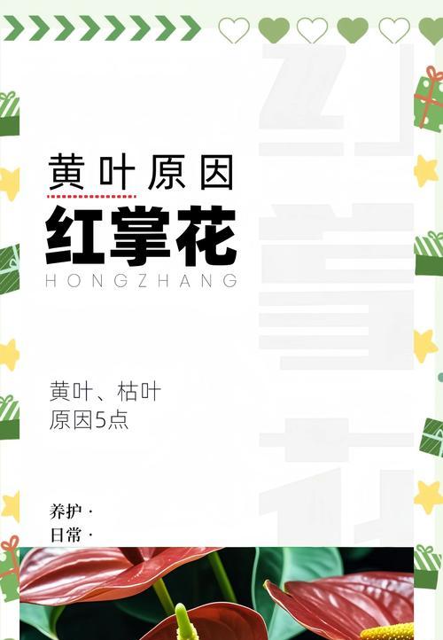 红掌烂根是什么原因？如何预防和处理？