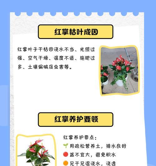 红掌烂根是什么原因？如何预防和处理？