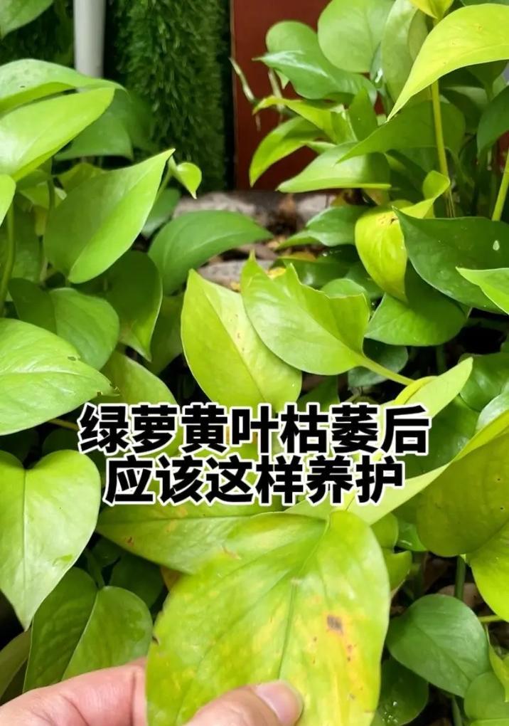 绿萝种植方法是什么？如何保证其健康生长？