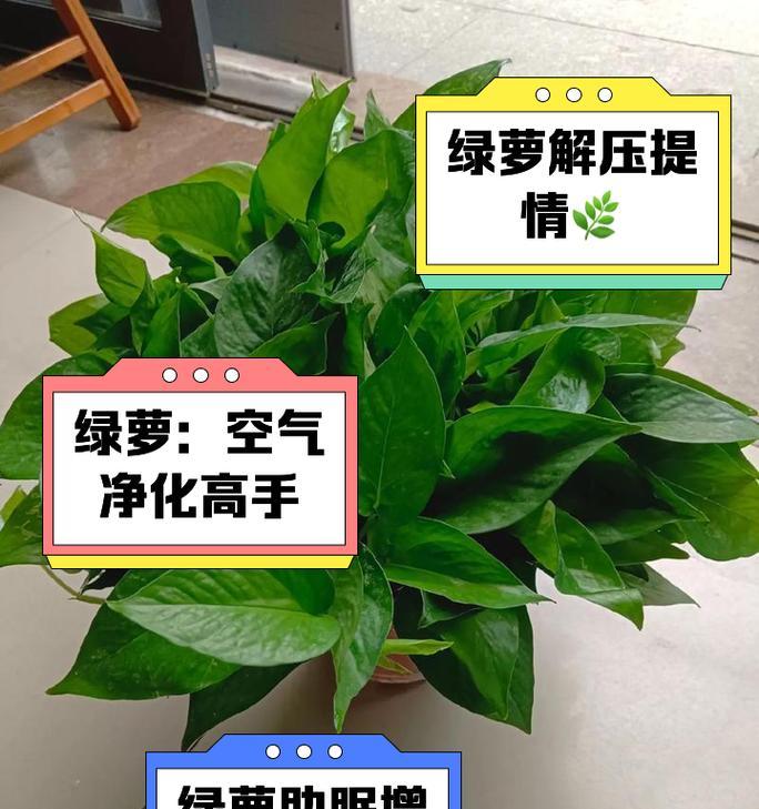 绿萝种植方法是什么？如何保证其健康生长？