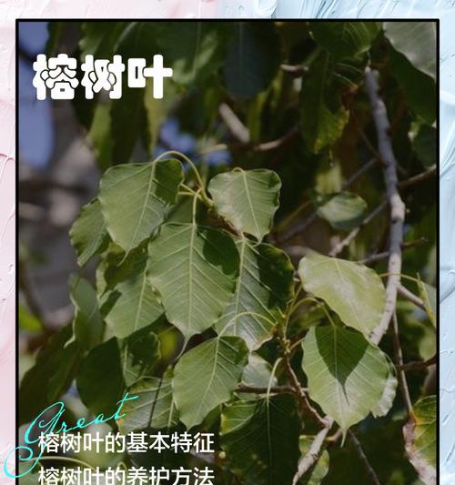绞杀榕的生长特性是什么？