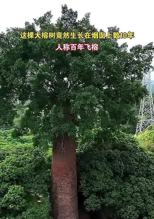 绞杀榕的生长特性是什么？