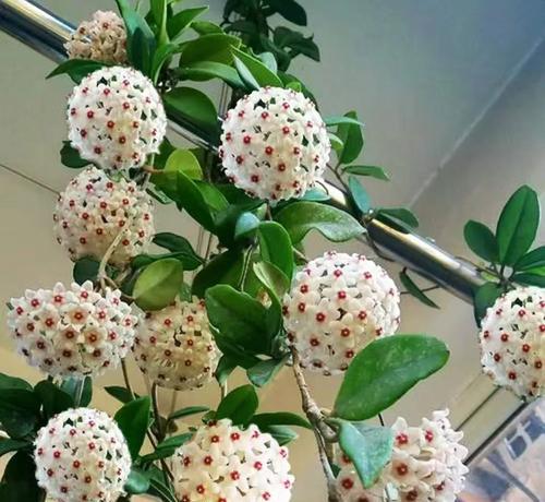 球兰花的开花期是什么时候？如何促进开花？