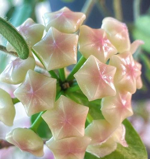 球兰花的开花期是什么时候？如何促进开花？
