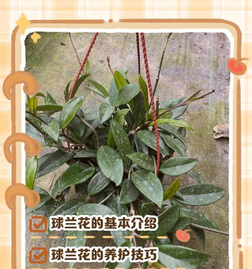 球兰花的开花期是什么时候？如何促进开花？