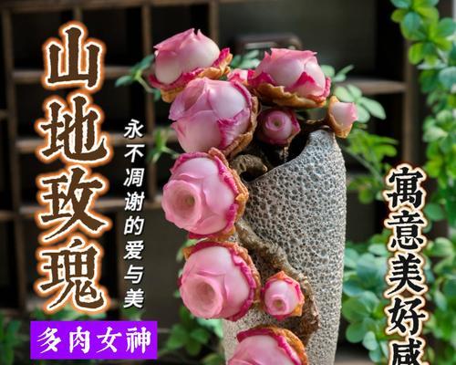 山地玫瑰的养殖技巧有哪些？